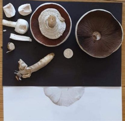 How to Make a Mushroom Spore Print: A Detailed Guide with Insight