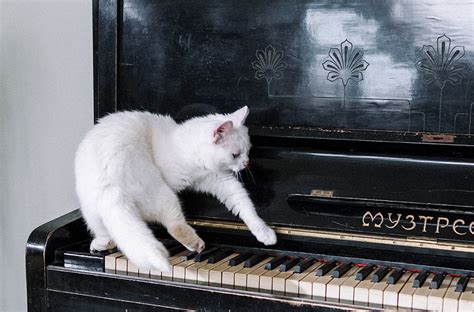 Why Do Cats Like Classical Music? And Other Mysteries to Explore